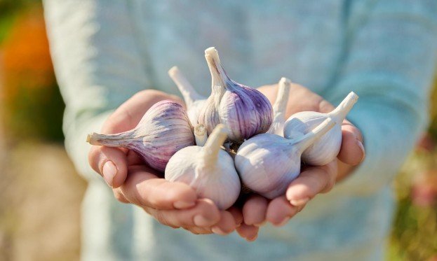 Storing Chopped or Minced Garlic
